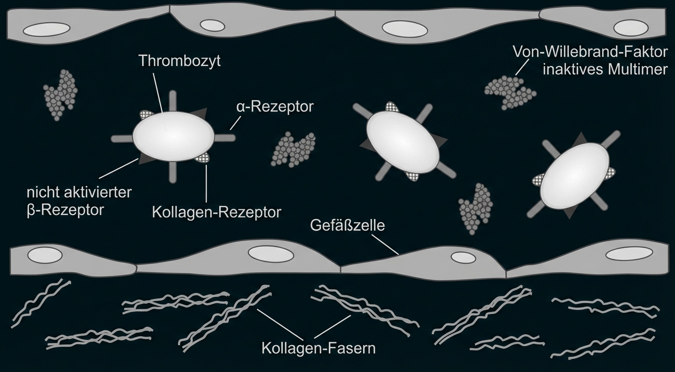 Schematische Darstellung von Thrombozyten, Gefäßwand, Kollagenfasern und Von‑Willebrand‑Faktor
